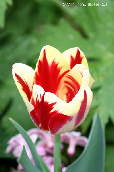 2011-04-23 Quincy etc (21).jpg